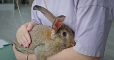 Sevecen bir genç kızın uzun kulaklı sevimli bir tavşanı tuttuğu tatlı bir an. Kız tavşanı nazikçe okşar yumuşak, tüylü bir kürk, yürek ısıtan ve hassas bir sahne yaratır. Tavşan memnun görünüyor.