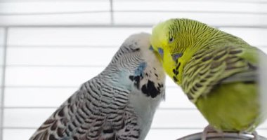 İki sevimli Çek muhabbet kuşu kafeslerinin içinde nazikçe etkileşime girerken görülüyor. Kuşlar, canlı tüyleri ve nazik hareketleriyle tatlı ve sevecen bir andalar.