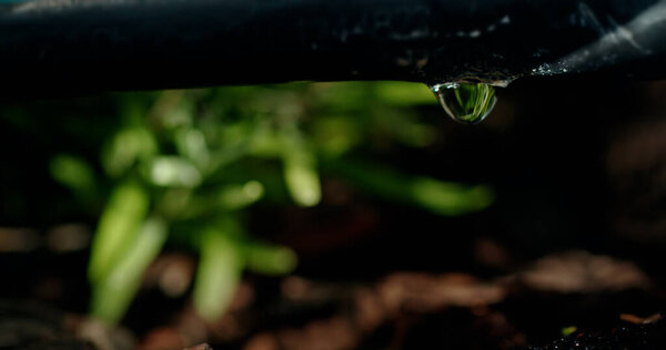 Close-up of a black irrigation pipe with a single water droplet forming at its tip, set against a blurred backdrop of green foliage. The focus on the droplet and the dark pipe contrasts with the lush