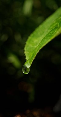 Yeşil bir yaprağın ucundan sarkan bir su damlasının yakın plan görüntüsü bulanık bir arkaplana ayarlanmış. Damla parıldıyor, sahnenin tazeliğini ve doğal güzelliğini vurguluyor.