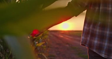 Bir çiftçi mısır tarlası boyunca yürür ve mısır yapraklarına elleriyle hafifçe dokunur. Batan güneş sahnenin üzerine sıcak, altın bir parıltı saçar, yemyeşil yaprakları renklendirir ve dingin bir hava yaratır.