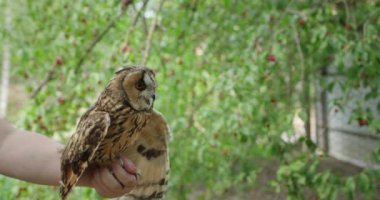 Bir kadın vahşi yaşam sığınağında büyük bir baykuşu nazikçe koluna alır. Bir yaralanma sonrası iyileşen baykuş, dikkatli ve sakin görünüyor, çevresi ona yardım eden besleyici bir çevreyle çevrili.