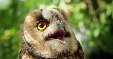 Bir baykuşun detaylı yakın çekimi, büyük, canlı turuncu gözlerini ve karmaşık tüy desenlerini vurguluyor. Baykuşların gagası hafifçe açık, bir anlık uyanıklık ve merakı yakalıyor. Arkaplan