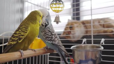 Dikkatli bir kızıl kedi kafeslerinin içine tünemiş bir çift muhabbet kuşunu dikkatle gözlemler. Parlak gözler kuşlara odaklanmış, merakını ve uyanıklığını sergiliyor. Sahne çekilir.