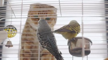 Çekici bir kızıl kedi kafeslerinin içine tünemiş bir çift muhabbet kuşuna dikkatle bakar. Dili kurnazca dudaklarını yalardı. Sahne, kedilerin şakacı merakını ve yaramazlıklarını yakalar.