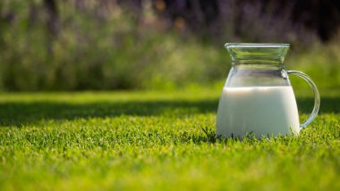 Taze sütle dolu berrak bir cam sürahi bahçedeki yeşil çimlerin üzerinde duruyor. Etrafındaki yemyeşil ve yumuşak güneş ışığı huzurlu ve ferahlatıcı bir atmosfer yaratıyor. Huzurlu bir ortam için mükemmel.