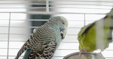 Bir çift sevimli Çek muhabbet kuşu kafeslerinde rahat bir şekilde oturup canlı ve renkli tüylerini sergiliyor. Kuşlar halinden memnun ve rahat görünüyor, bu da onlara canlı ve büyüleyici bir unsur katıyor.