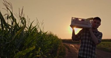 Güneş batarken bir çiftçi mısır tarlasının yanında içi taze sebzelerle dolu bir sandık taşıyor. Batan güneşin sıcacık, altın ışığı sahneyi yıkar, yemyeşil mısır yapraklarını ve...