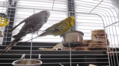 Huzurlu bir sahnede, pencerenin kenarında rahatça dinlenen kızıl bir kedinin gözleri yakınlardaki bir kafesteki bir çift muhabbet kuşuna dikilir. Kedilerin sakin tavırları, odaklanmış bakışlarıyla çelişiyor.