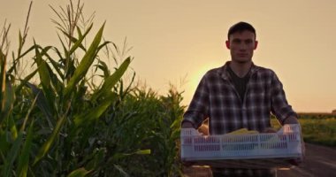 Genç bir çiftçi taze sebzelerle dolu ağır bir sandık taşıyarak bir mısır tarlasının yanında yürüyor. Batan güneş, çiftçilerin kararlı ifadesini vurgulayarak sahneyi sıcak, altın bir ışıkla kaplıyor.