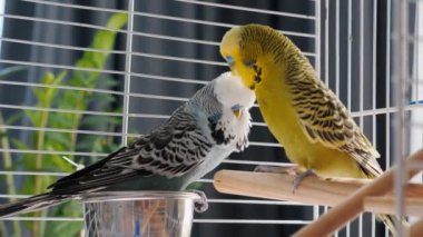 Bir çift sevimli muhabbet kuşu, eşinin tüylerini dikkatlice diken diken eden ve ibiğini ayarlayan bir kuşla hassas bir tımar oturumuna girişiyor. Nazik etkileşimleri,