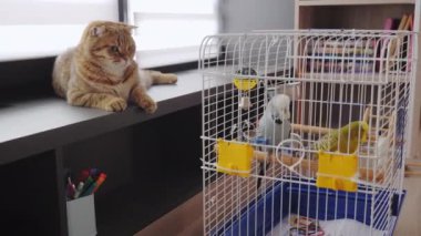 Büyüleyici bir kızıl kedi pencere kenarında dinlenir, gözleri yakınlardaki bir masanın üzerine yerleştirilmiş bir kafesteki bir çift muhabbet kuşuna odaklanır. Yumuşak güneş ışığı kedilerin tüylerini ön plana çıkarır ve dinginliğe sıcaklık katar.