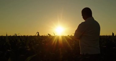 Kendine güvenen genç bir adam kameraya sırtını dönmüş mısır tarlasında günbatımının tadını çıkarıyor. Batan güneşin ılık renkleri sakin bir atmosfer yaratıyor. Güzelliği ve sakinliği vurguluyor.