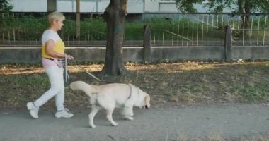 Aktif yaşlı bir kadının, güzel bir parkta Golden Retriever 'ıyla sakin bir yürüyüş yaparken çekilmiş bir fotoğrafı. Sahne, sağlıklı ve aktif bir yaşam tarzını yansıtıyor.