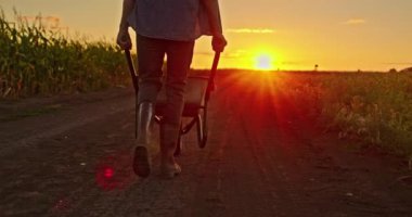 Bir çiftçi, toprak yol boyunca içi taze sebzelerle dolu bir el arabasını iterken, batan güneşin bacaklarına sıcak bir parıltı saçtığı görülüyor. Gün batımından gelen ışık huzur ve huzur verir.