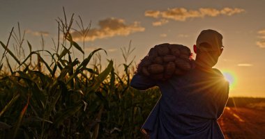 Gün batımında toprak yolda yürüyen bir çiftçinin omzunda patates çuvalı taşıdığı görülüyor. Güneş sıcak, altın bir parıltı saçar arazide, yüksek mısır tarlaları astar