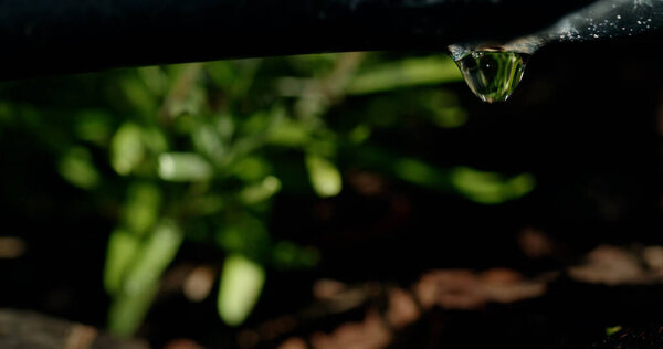 Close-up of a black irrigation pipe with a single water droplet forming at its tip, set against a blurred background of green plants. The focus on the droplet and the dark pipe contrasts with the lush