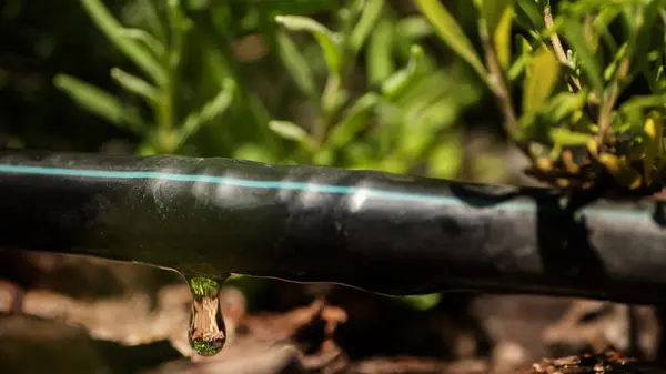 stock image Close-up of water dripping from an automatic drip irrigation pipe, with ornamental plants growing nearby. The scene highlights efficient irrigation in a decorative garden setting, emphasizing the