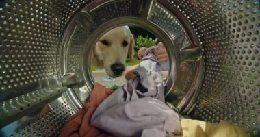 Neşeli bir ev hanımı çamaşır makinesinden çamaşır toplarken, neşeli köpeği eğlenceli bir şekilde varilin içine bakarak yardımcı olmaya çalışıyor. Sahne, ev hayatının neşeli bir anını yakalıyor.