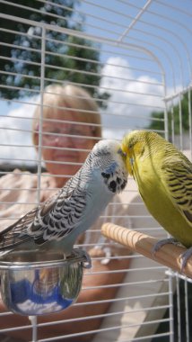 A woman lovingly watches her two budgerigars as they kiss inside their cage. The colorful parakeets, one yellow and the other blue and white, are perched closely together, sharing a tender moment. The clipart