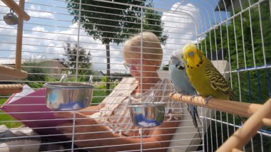 A woman is sitting and reading a book outside, with two budgerigars perched inside their cage. The colorful parakeets, one yellow and one blue and white, are close together on a wooden perch. The clipart