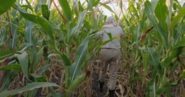 Orta yaşlı bir çiftçi kadın yüksek yeşil saplarla çevrili kalın bir mısır tarlasında yol alır. Öğleden sonranın yumuşak, altın ışığı sahneye sıcak bir parıltı ekliyor, yoğunluğu vurguluyor.