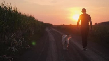 Bir erkek çiftçinin silueti gün batımında geniş tarlalarda yürürken görülüyor, sadık Golden Retriever 'ı da yanında yürüyor. Batan güneşin sıcacık parıltısı dingin ve huzurlu bir ışık yayar.