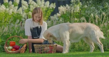 Çiçekli bir bahçede, bir kız taze sebze toplarken Golden Retriever 'ı güzelliğin tadını çıkarırken,