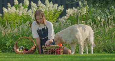 Bir kız piknik sepetine sebze koyuyor ve bir köpek büyük bir patlıcan çalıp kaçıyor. Komik etkileşim köpeğin şakacı haylazlığını yakalar ve kız şaşırır.
