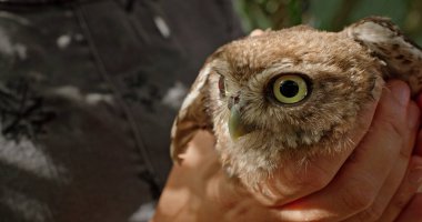 Bir kadın kuş barınağında elinde küçük bir baykuşu nazikçe kucaklıyor. Bu dekor, baykuş için güvenli bir sığınak sağlayarak yaban hayatının korunmasını ön plana çıkarıyor. Aralarındaki hassas etkileşim...