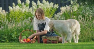 Beraberinde, yemyeşil çimenlikte taze sebzeleri ayırmaya odaklanmış genç bir kız, neşeli Golden Retriever 'ı da getiriyor. Köpek hevesle etrafta dolanıp, bir şeyler atıştırmak için fırsat kolluyor.
