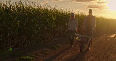 Bir çift çiftçi güneş batarken bir mısır tarlası boyunca yürürken, bir adam sebze dolu bir el arabasını itiyor. Günbatımının yumuşak parıltısı çiftlerin güzel siluetlerini yaratır.