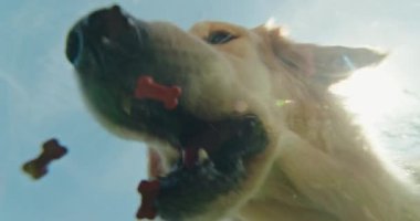 Bir Golden Retriever 'ın aşağıdan yakalanan cam bir tabaktan kuru yiyecek yemesi eşsiz bir manzara. Açık mavi gökyüzü zıt bir zemin sunarken, köpek dişleri yemeğin tadını çıkarırken görülebilir.