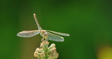 Bir yusufçuk bir çiçeğin üzerine tünemiş, mizahi ifadeler sergiliyor. Yusufçuğun narin kanatları ve çiçeğin canlı yaprakları tuhaf bir sahne yaratarak, neşeli bir dokunuş yaratıyor.
