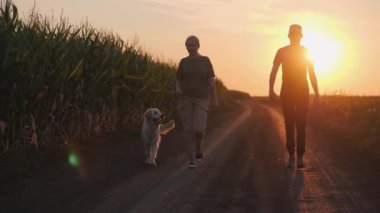Çiftçi bir çift, gün batımında mısır tarlası boyunca huzurlu bir akşam yürüyüşünün keyfini çıkarırken Golden Retriever 'ları da yanında koşuyor. Görüntü, kırsal yaşamın sakinliğini ve güçlü bağı yakalıyor.
