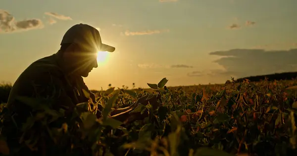 stock image A farmer is deeply focused as he examines the crops in a field, silhouetted against the golden hues of the setting sun. Wearing a cap and work attire, he kneels among the plants, carefully inspecting