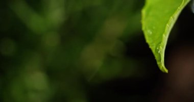 Su damlacıkları güneş ışığıyla aydınlanan yeşil bir yaprağın altında parlayarak ışıldıyor ve parıldayan bir etki yaratıyorlar. Bu yakın çekim, ormandaki yaz yağmurunun dinginliğini ve tazeliğini çağrıştırıyor.
