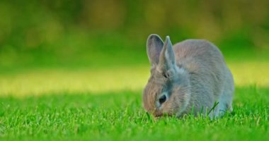 Büyüleyici dekoratif bir tavşan, akşam güneşinin sıcacık parıltısıyla yıkanmış yemyeşil bir çayırda huzur içinde otluyor. Huzur ortamı, tavşanla sahnenin doğal güzelliğini vurgular.
