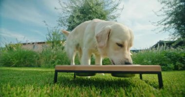 Neşeli bir Golden Retriever manzaralı bir arka bahçede yemek kasesine doğru hızla koşar ve büyük bir hevesle yemeğin tadını çıkarır. Dışarıdaki hareketli ortam, köpekleri sergileyerek neşeli anı daha da güzelleştiriyor.