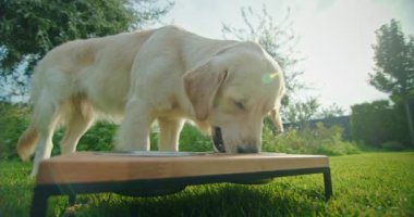 Bir Golden Retriever, arka bahçedeki iyi korunmuş yeşil çimlere yerleştirilmiş bir kaseden yemek yer. Barışçıl açık hava manzarası köpeklerin yiyeceklerinden zevk almasını sağlar. Sıcak ve davetkar bir ortam yaratır.