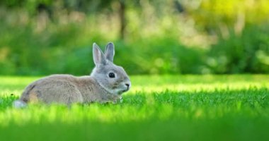 Küçük gri bir tavşan, batan güneşin yumuşak, altın ışığıyla aydınlanan yemyeşil bir çayırda dinlenir. Gölgelerin etkileşimi ve çimenlerin üzerindeki ışık dingin sahneye sihirli bir dokunuş katıyor.