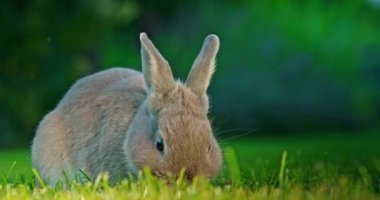 Büyüleyici dekoratif bir tavşan, akşam güneşinin sıcacık parıltısıyla yıkanmış yemyeşil bir çayırda huzur içinde otluyor. Huzur ortamı, tavşanla sahnenin doğal güzelliğini vurgular.