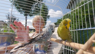 A woman lovingly admires her adorable pets, a pair of Czech budgerigars, inside their cage. The colorful parakeets are perched and interacting with each other, while the woman watches them with clipart