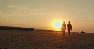Köpekleriyle birlikte bir çiftçi çift, hasat makinesinin hasatı topladığı ve yakınlarda bir kamyonun sürdüğü bir tarlada geziniyor. Batan güneşin ılık renkleri altın bir parıltı saçar