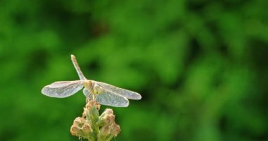 Neşeli bir yusufçuk canlı bir çiçeğe tünemiş, minik yüzü komik ifadelere bürünmüş. Sahne, doğal hayatın hoş ve kaprisli tarafını yakalar ve böcekleri gözler önüne serer.