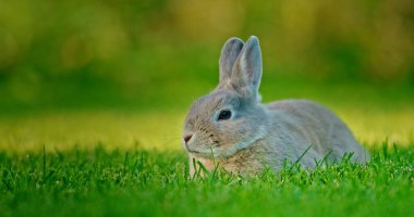 Huzurlu bir tavşan, batan güneşin sıcacık parıltısıyla yıkanmış yemyeşil bir çayırda sessizce oturur. Akşamın altın ışığı huzurlu ve resimsel bir atmosfer yaratıyor, doğayı ön plana çıkarıyor.