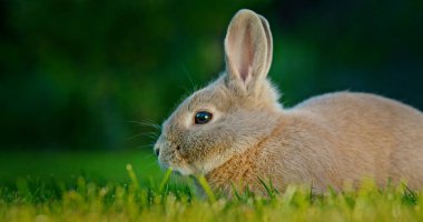 Tatlı gri bir tavşan yemyeşil bir çimenlikte sakince dinlenir. Yumuşak kürkü doğal ışıkta parlar. Huzurlu atmosfer ve canlı otlar kırsal hayatın güzelliğini gösteren huzurlu bir ortam yaratıyor.