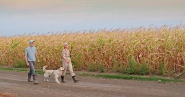 Orta yaşlı bir kadın çiftçi, gün batımında bir mısır tarlası boyunca yetişkin oğlu ve Golden Retriever ile yürüyor. Batan güneşin sıcacık, altın ışığı sahneyi güzelleştirir sükuneti yakalar