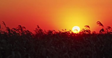 Bir ekin tarlası üzerinde canlı bir günbatımı. Gökyüzü turuncu ve kırmızı tonlarda parlıyor..