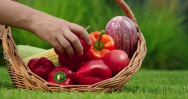 Bir çiftçi taze sebzeleri yeşil çimlerin üzerinde duran bir sepetin içine yerleştirir. Çerçeve renkli ürünlerle dolu sepeti yakalıyor ve çiftçilerin eli doğayla olan bağlantıyı vurguluyor.